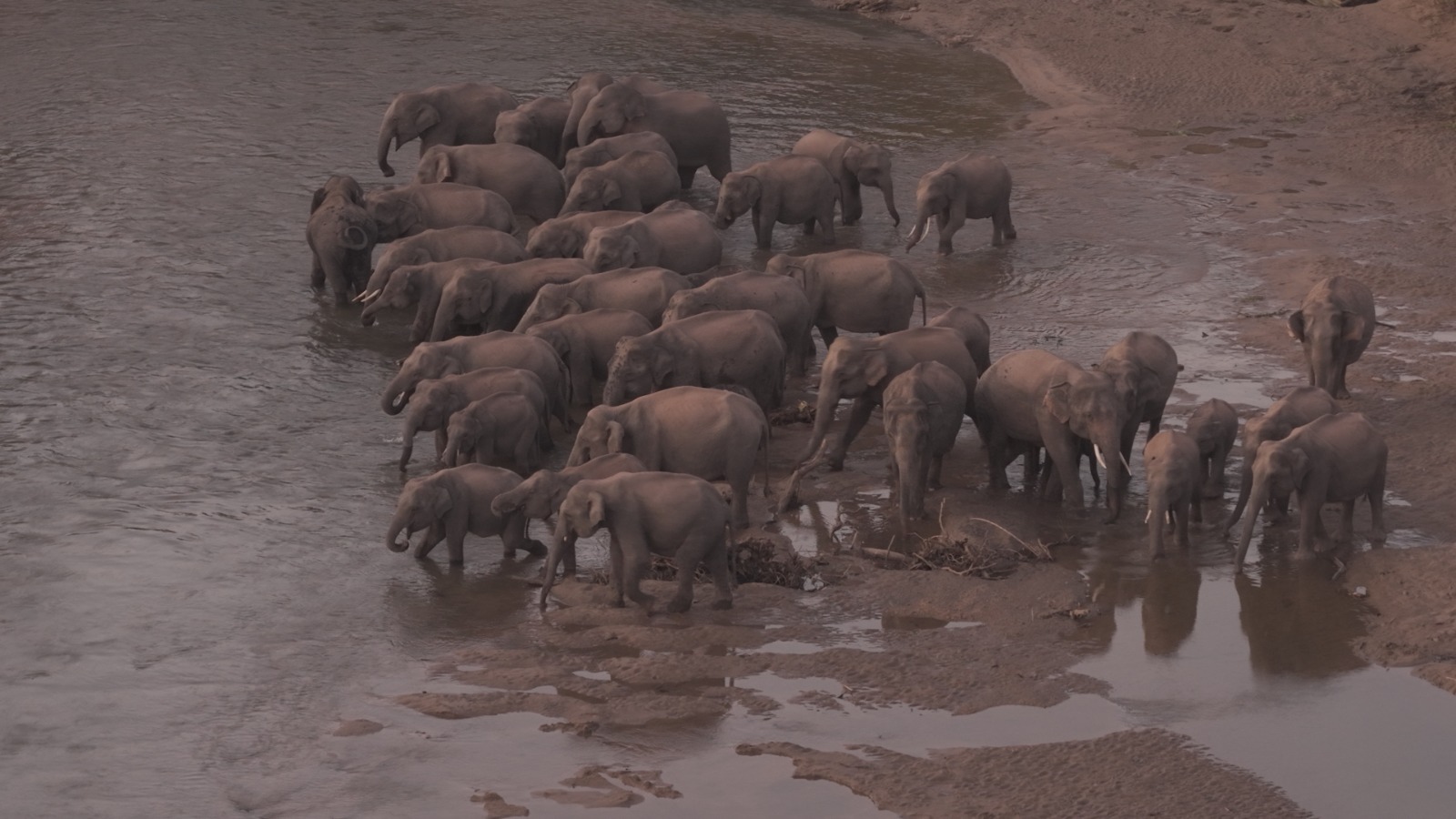 A hopeful wide-angle image of elephants crossing a reservoir at golden hour